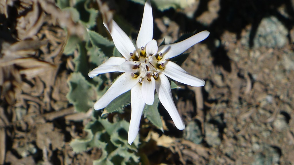 año nuevo cajon (22)