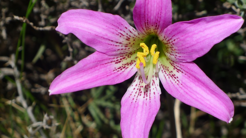 año nuevo cajon (24)