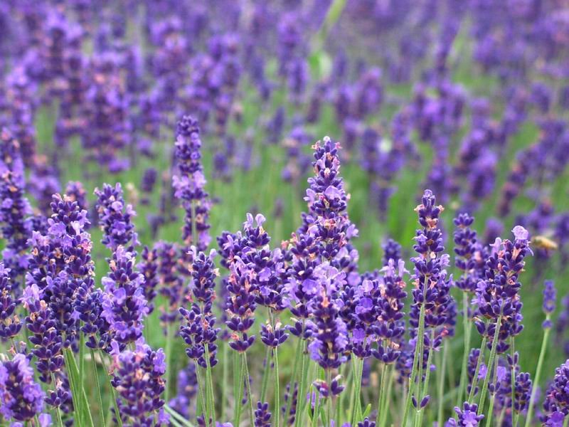 Organic_Lavender_Flower