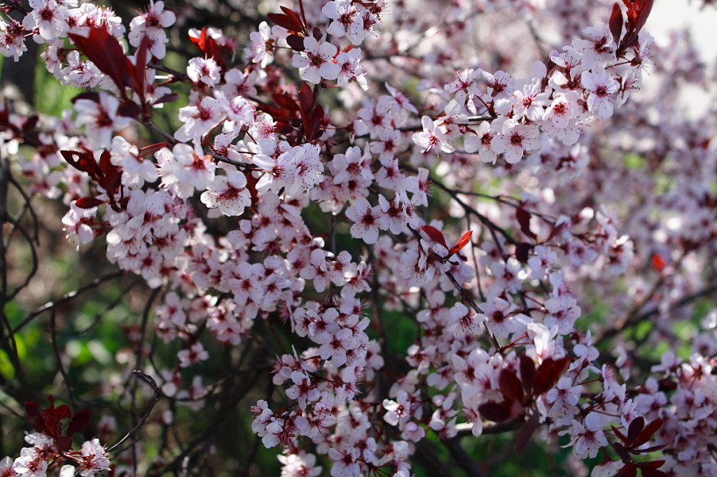 plum-tree-flower