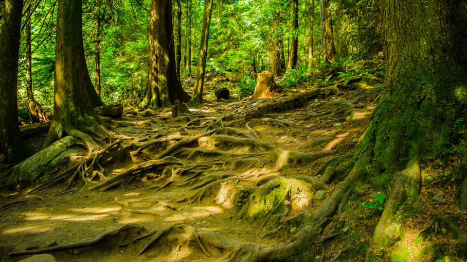 raices-960x623