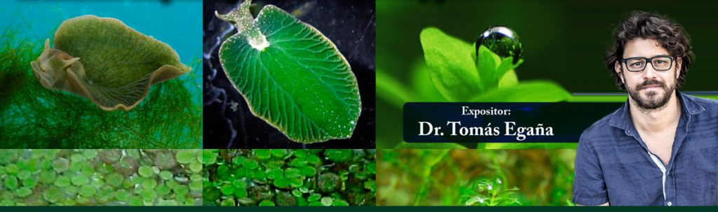 seminario-st-homo-fotosintetica-tomas-egana