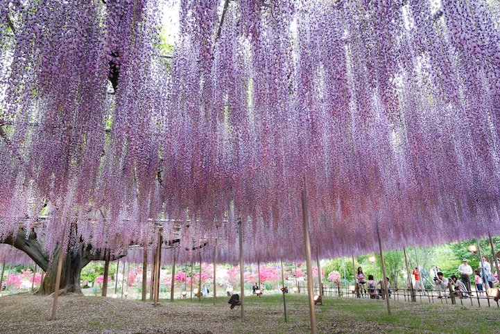 _the_most_beautiful_tree_wisteria_