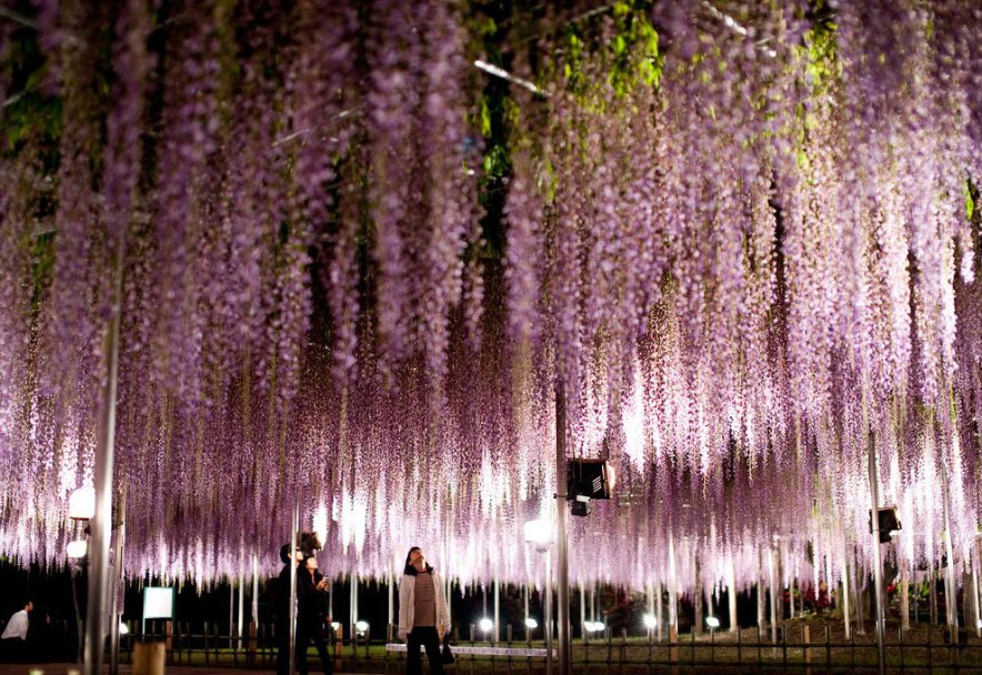_the_most_beautiful_tree_wisteria_10