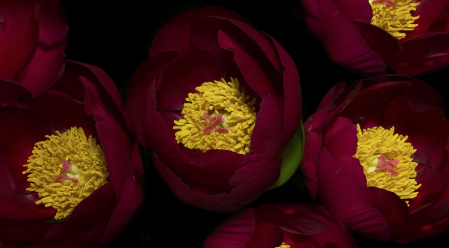 spring-time-lapse-flowers-nyc-jamie-scott-4k