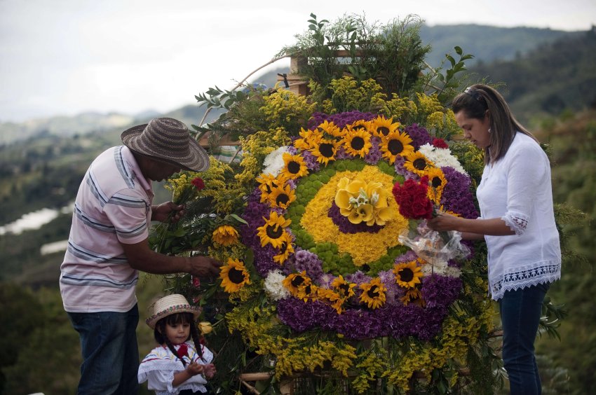 Colombian Ana Fabiola Ramirez and her father Jairo Ramirez work in the making of a "Silleta" (a traditional flower arrangement) in a farm in Santa Helena municipality, Antioquia department, Colombia on August 10, 2013, on the eve of the traditional "Silleteros" Parade within the Flower Festival. AFP PHOTO/ Raul ARBOLEDA