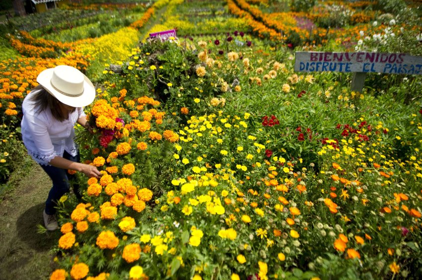Colombian Ana Fabiola Ramirez collects flowers to prepare her traditional "Silleta" (a traditional flower arrangement) in a farm in Santa Helena municipality, Antioquia department, Colombia on August 10, 2013, on the eve of the traditional "Silleteros" Parade within the Flower Festival. AFP PHOTO/ Raul ARBOLEDA