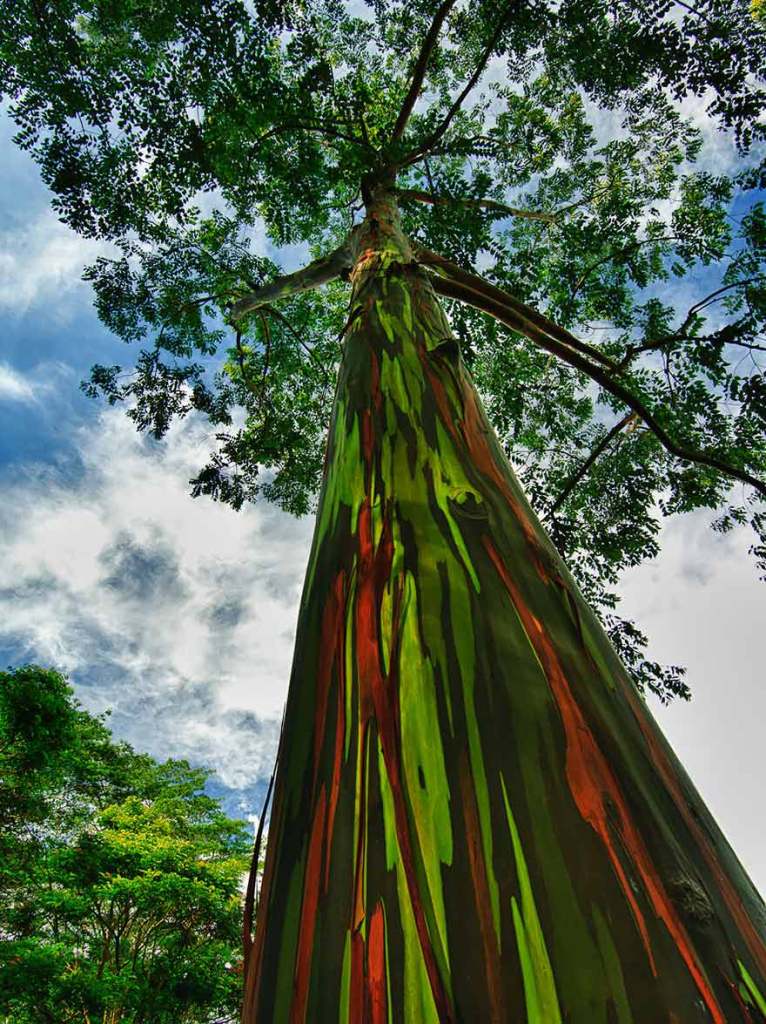 The-Rainbow-Eucalyptus-Kauai
