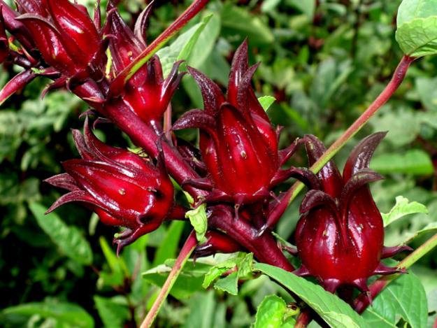 flores-de-jamaica-planta-rojas