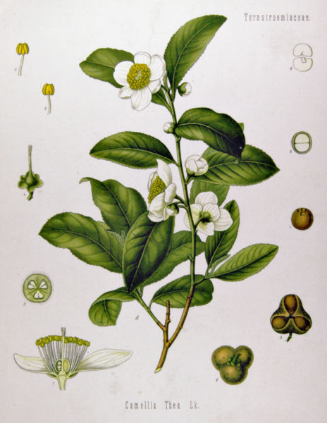tea-plant1