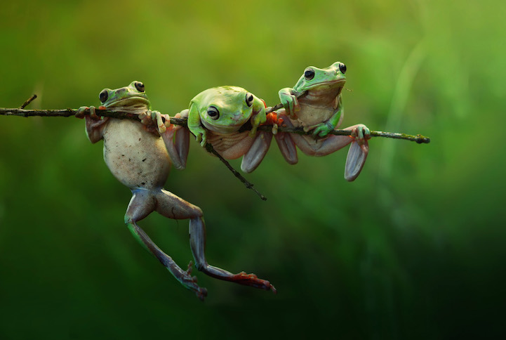 frog story