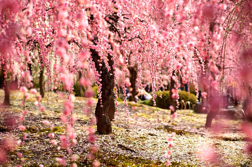 floracion-de-los-cerezos-japon-2