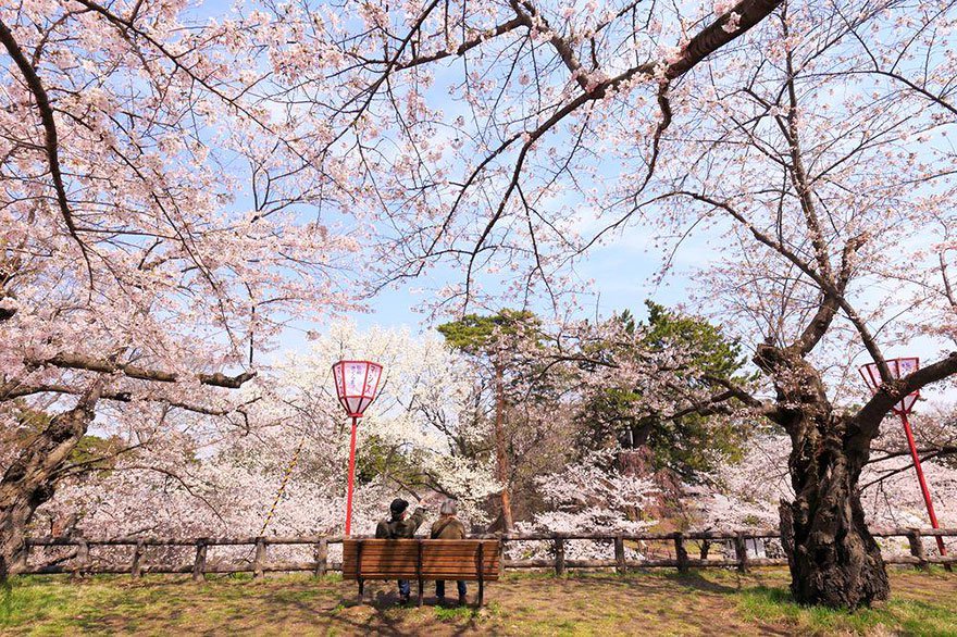 primavera_japon_flores_11