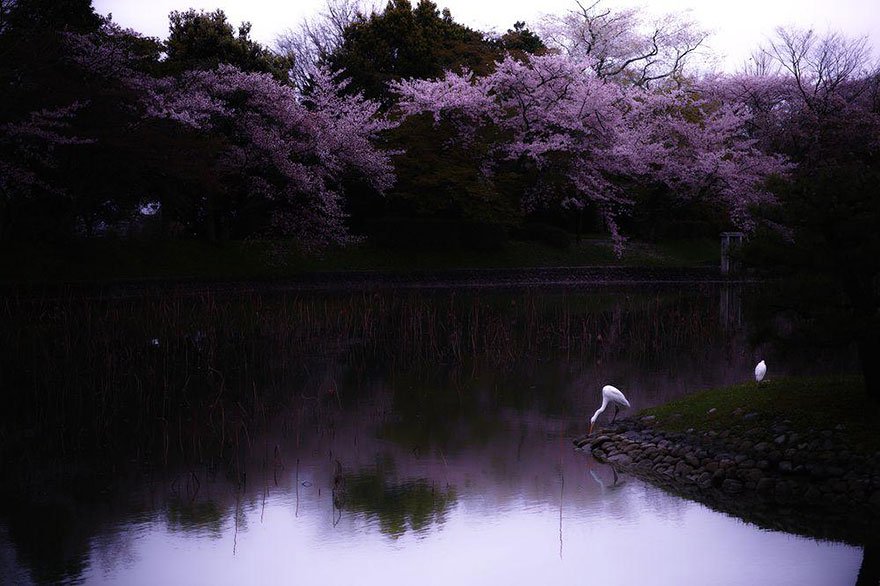 primavera_japon_flores_7