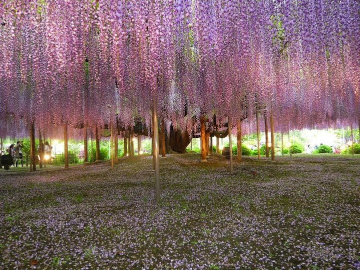 _the_most_beautiful_tree_wisteria_4