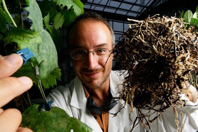 Stefano-Mancuso-plant-neurologist